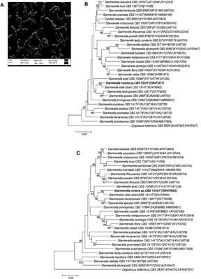 Harnessing dual applications of a novel ascomycetes yeast, Starmerella cerana sp. nov., as a biocatalyst for stereoselective ketone reduction and biosurfactant production